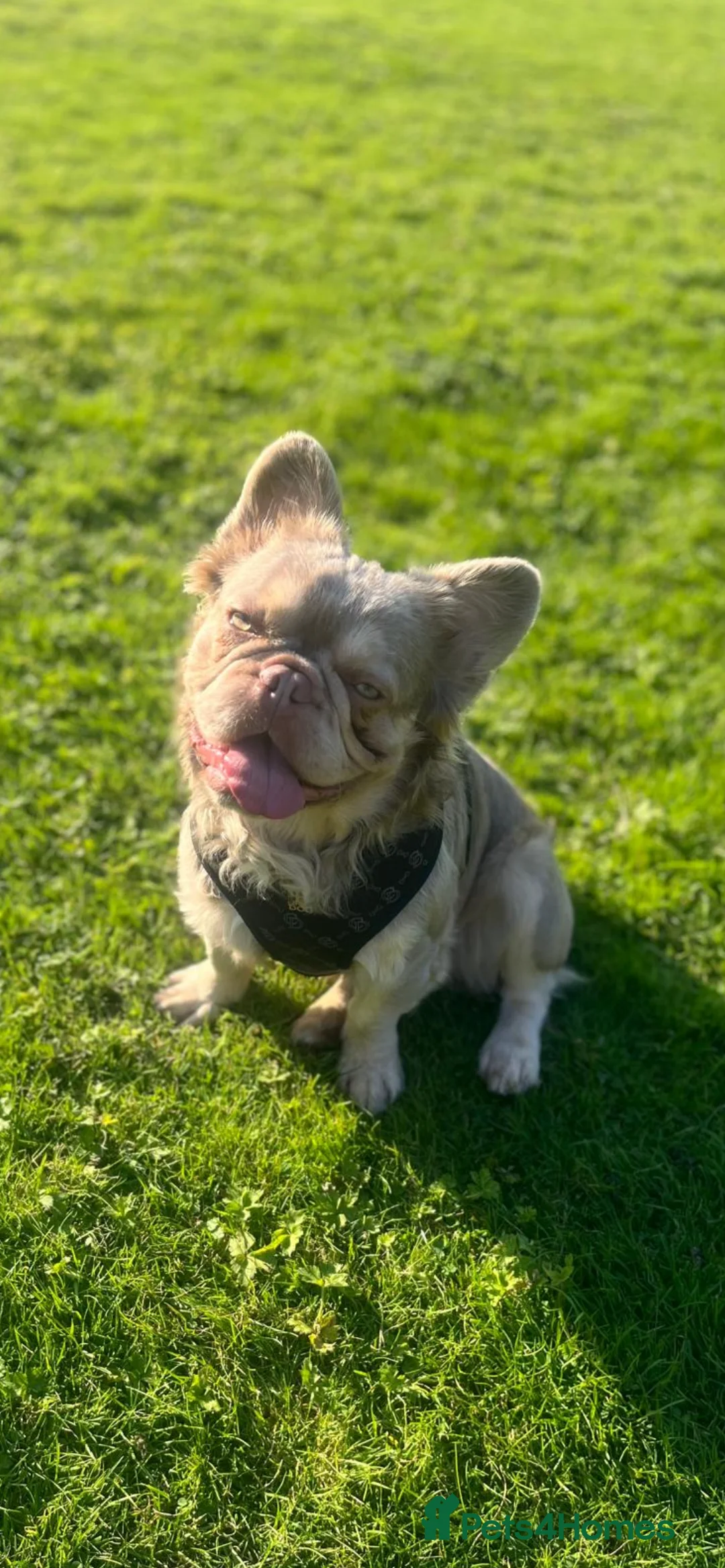 French Bulldog dogs for stud: Visual fluffy new shade boy Fluffiest in the UK  in Manchester - Advert 10