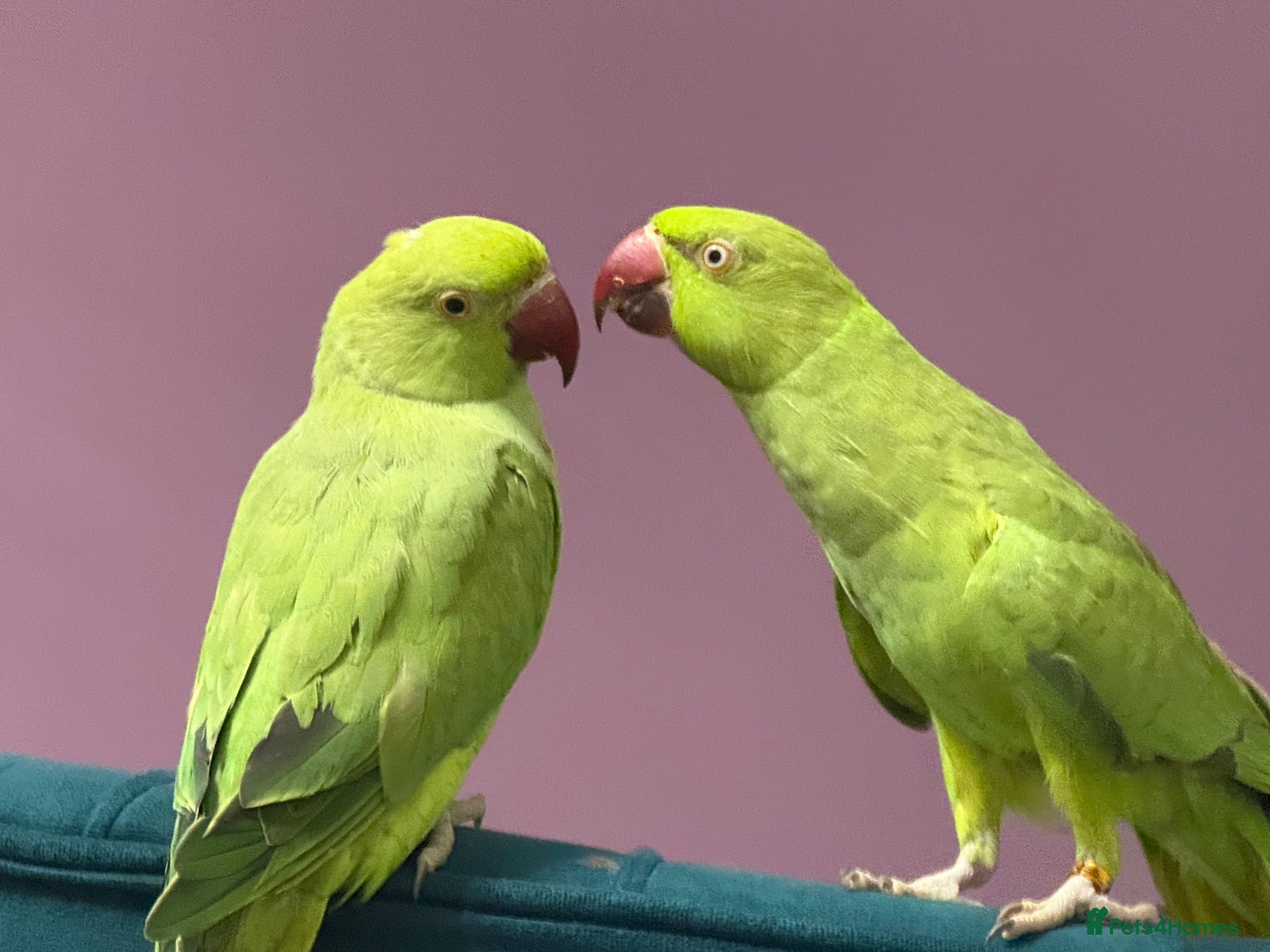 Ringnecks birds Indian ringnecks - Advert 3