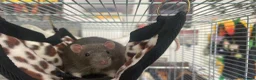 Rat rodents for sale: 2 rats with full cage set up in London - Advert 3
