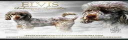 Schnoodle dogs for sale: Toy Schnoodles  - Advert 1