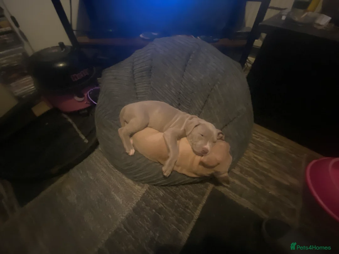 Staffordshire Bull Terrier dogs for sale: Blue merla - Advert 5