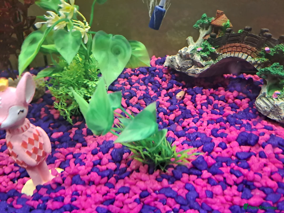 Bettas fish for sale: Female bata fish and cherry barbs  - Advert 1