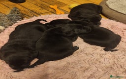 Labrador Retriever dogs for sale: Beautiful pedigree black Labrador pup's  - Image 16