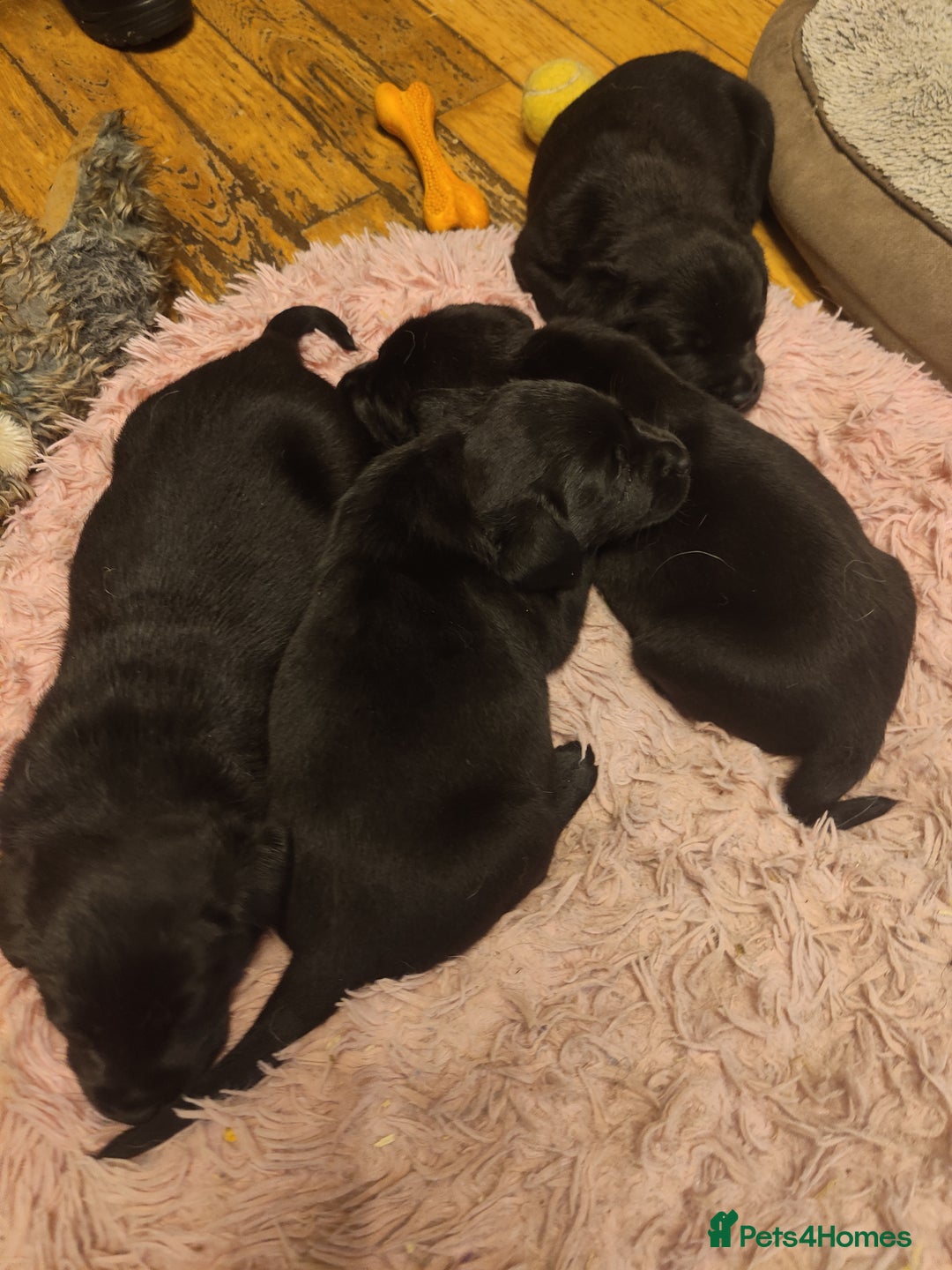 Labrador Retriever dogs for sale: Beautiful pedigree black Labrador pup's  - Image 16