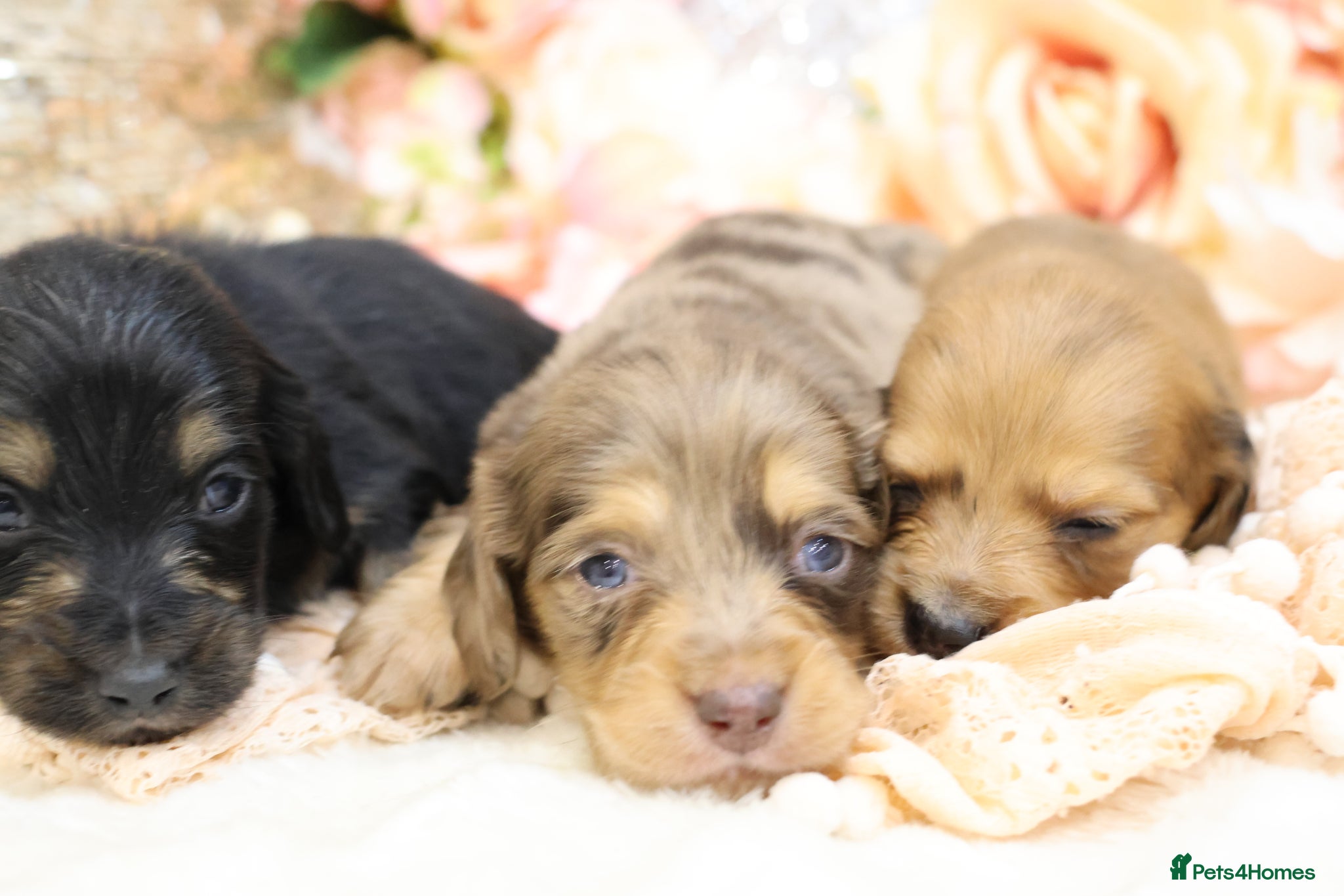 Miniature Dachshund dogs KC Longhair Miniature Dachshund Puppies - Advert 7