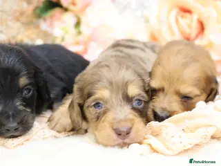 Miniature Dachshund dogs KC Longhair Miniature Dachshund Puppies - Advert 7