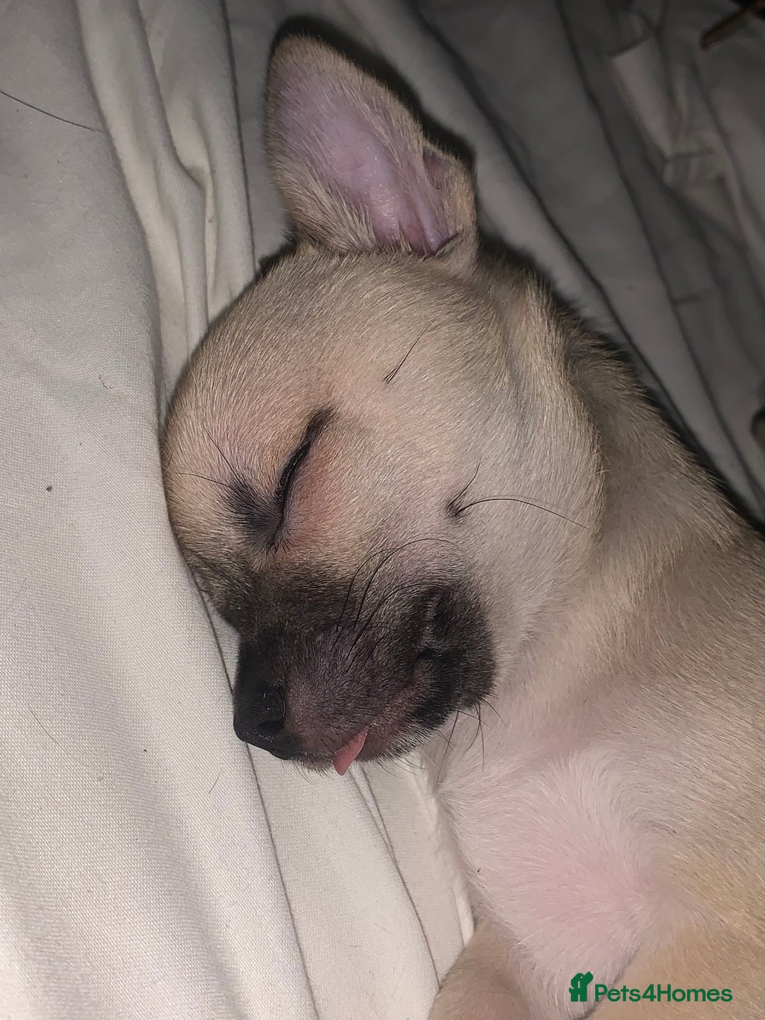 Chihuahua dogs for sale: ❤️ Last little boy ready for his forever home ❤️ - Advert 15
