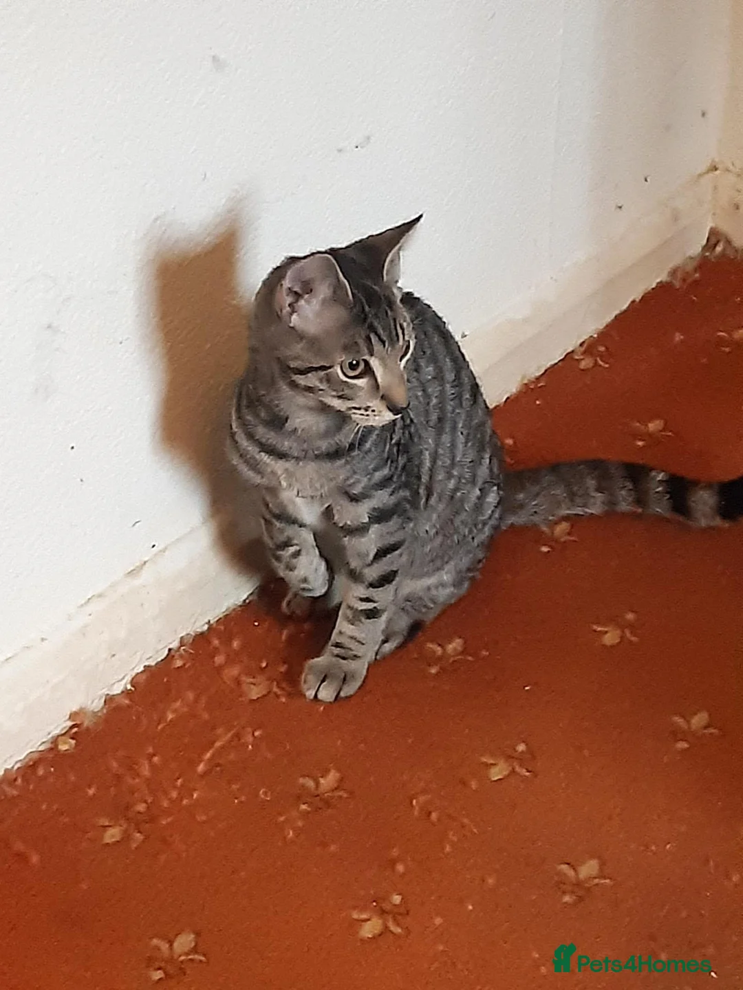 Mixed Breed cats for adoption: Help give a rescue cat a home - Advert 1