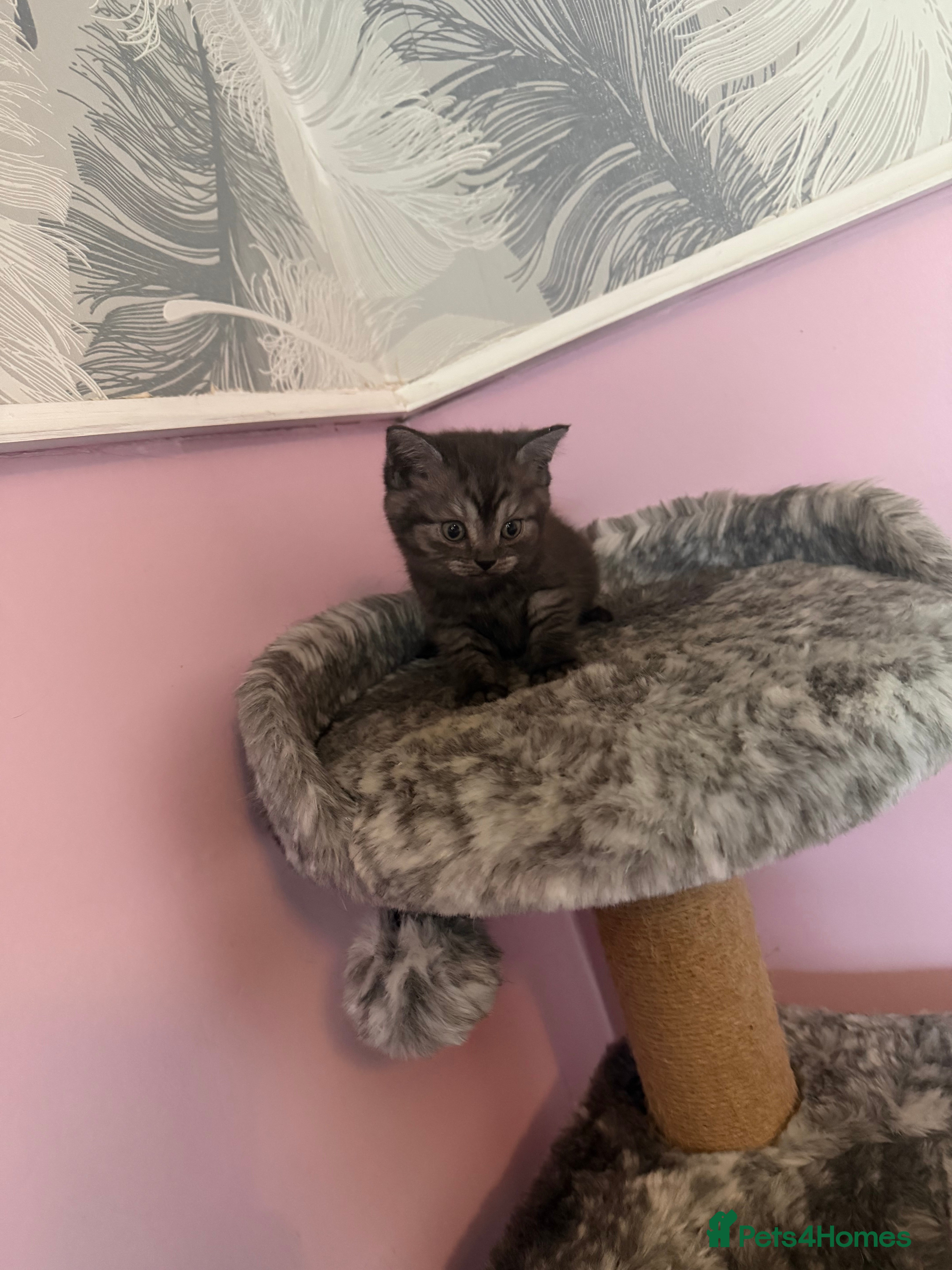 Mixed Breed cats for sale: British shorthair kittens (mixed breed) - Advert 4