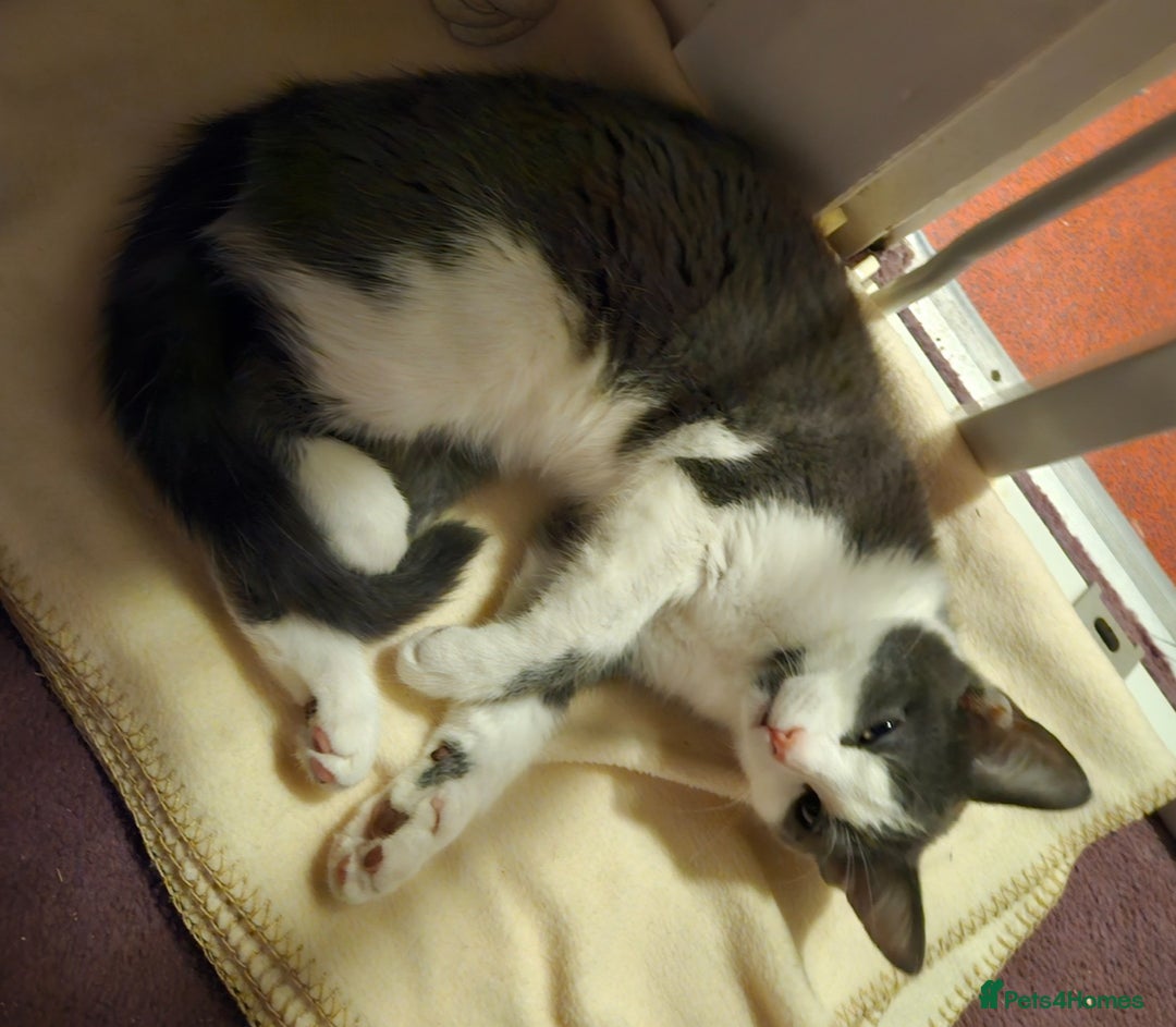 American Shorthair cats for sale: Female Short Hair - Image 1