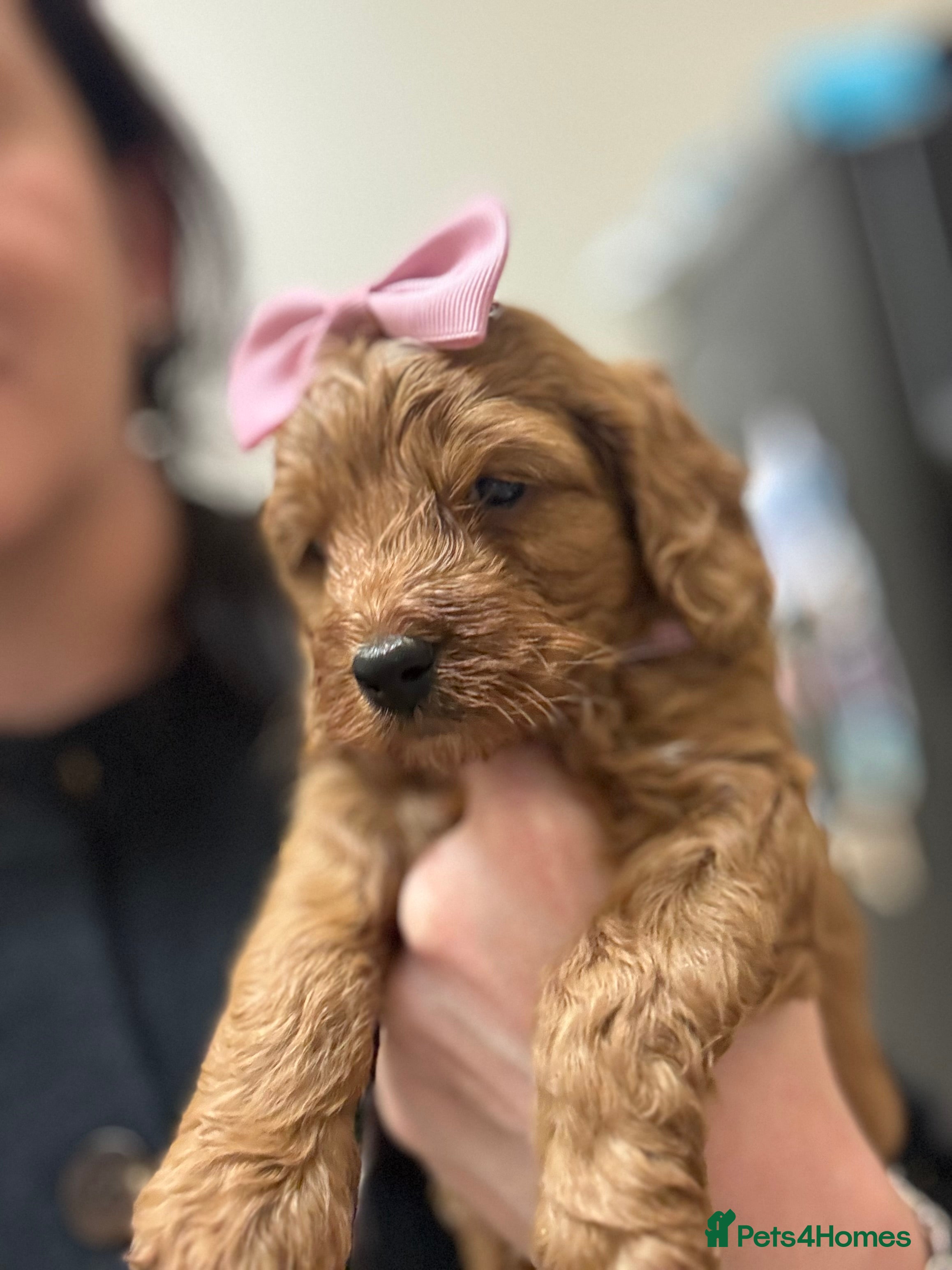 Cockapoo dogs Red stunning F1b Cockapoo pups  😍 - Advert 3