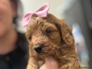 Cockapoo dogs Red stunning F1b Cockapoo pups 😍 - Advert 5