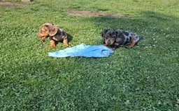 Miniature Dachshund dogs for sale: affectionate dapples sausages minis - Image 5