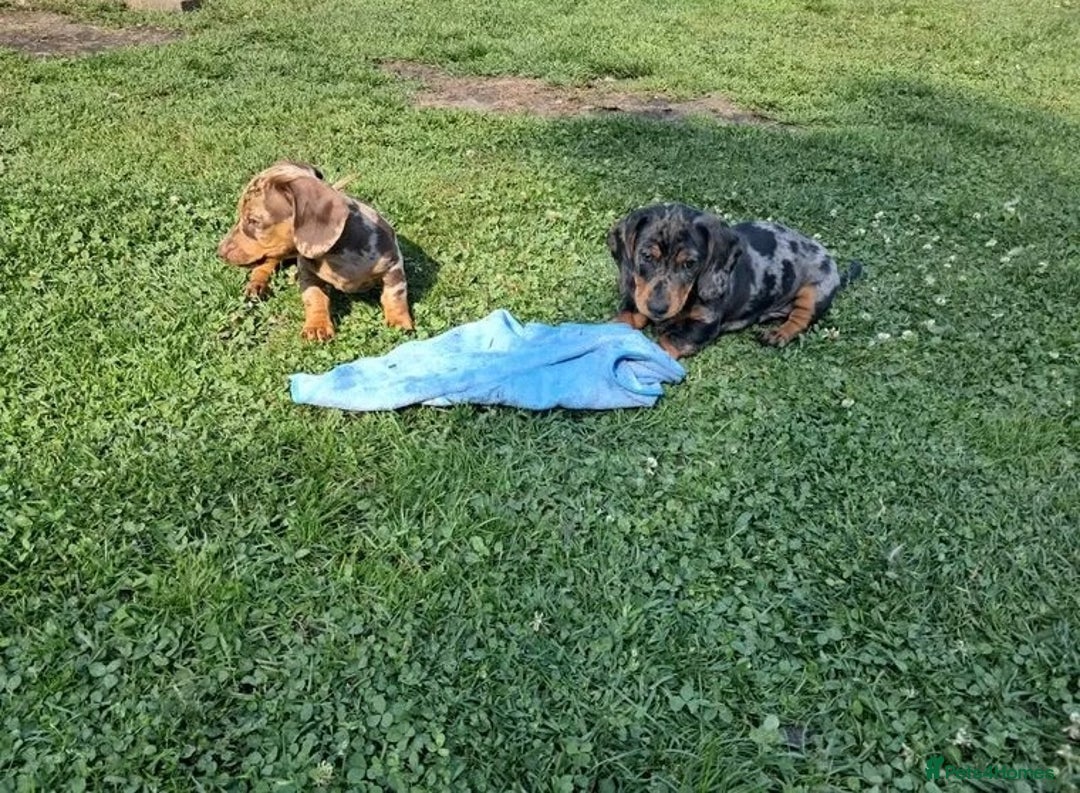 Miniature Dachshund dogs for sale: affectionate dapples sausages minis - Image 5