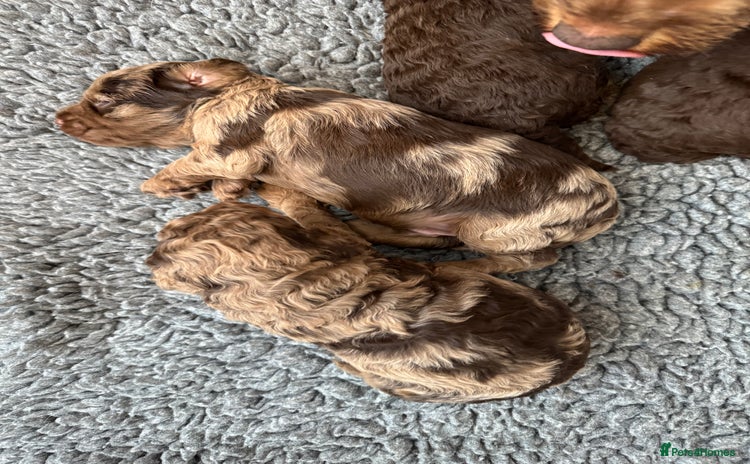 Cockapoo dogs - Advert 6