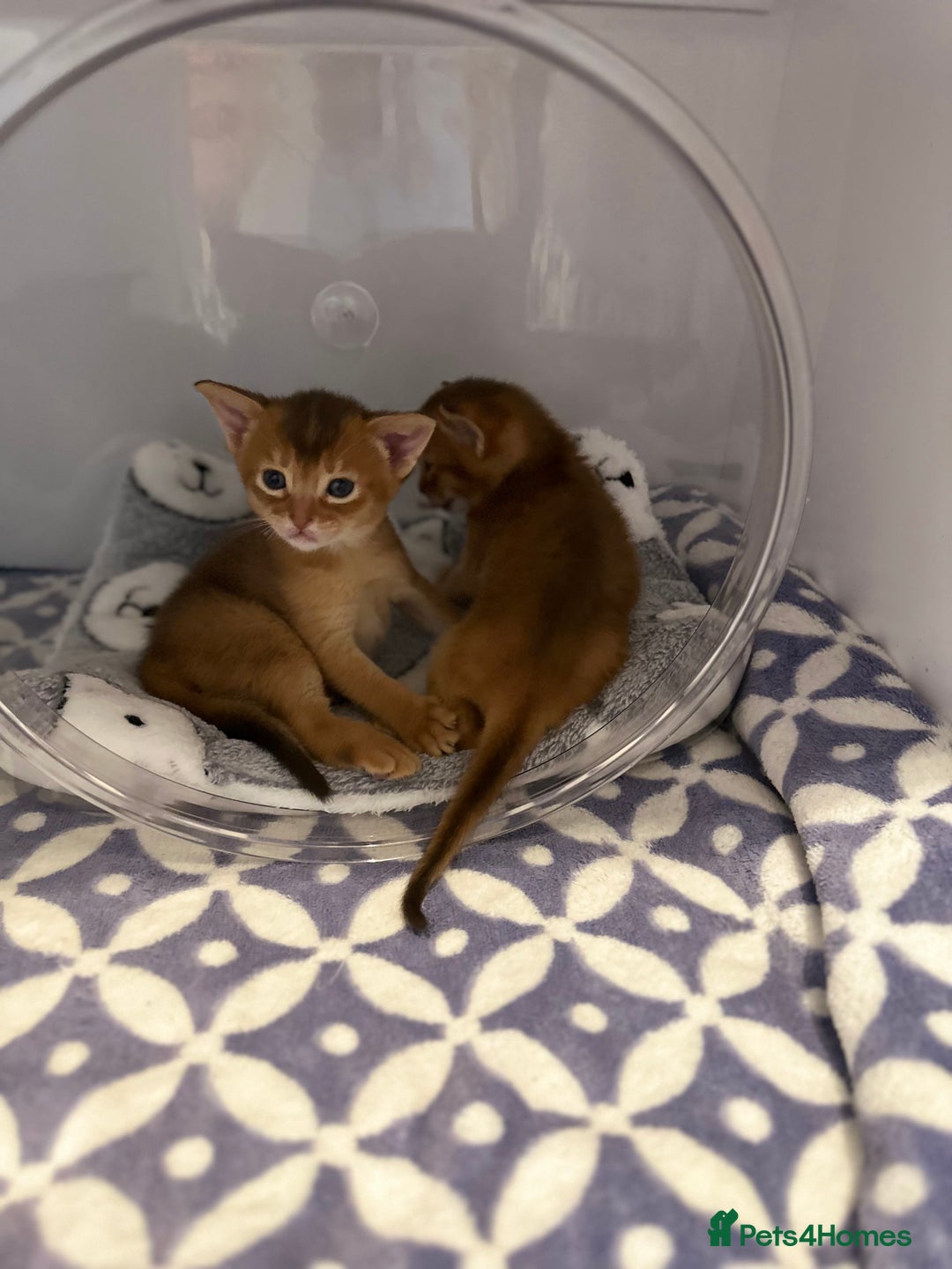 Abyssinian cats for sale: Pedigree Abyssinian kittens  - Advert 15