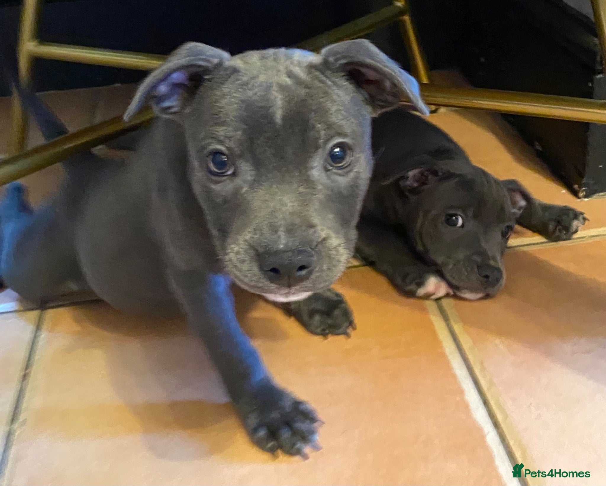Staffordshire Bull Terrier dogs Last two Ready for their Forever Home ♥️ - Advert 8