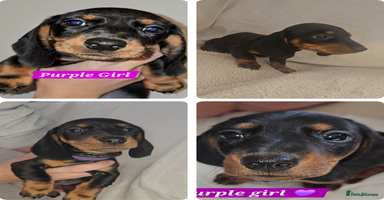 Miniature Dachshund dogs - Advert 2