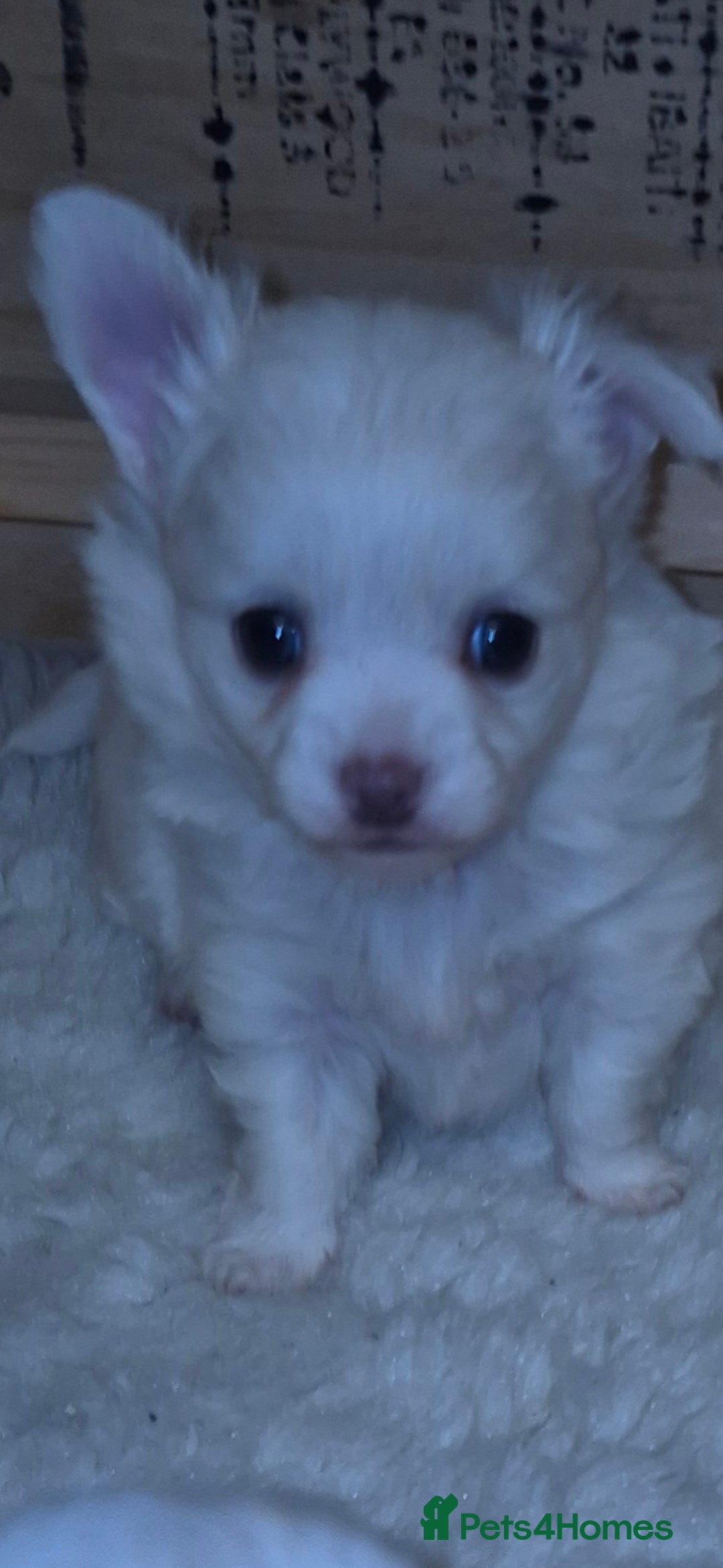 Chihuahua dogs for sale: Chihuahua Boys - Advert 6