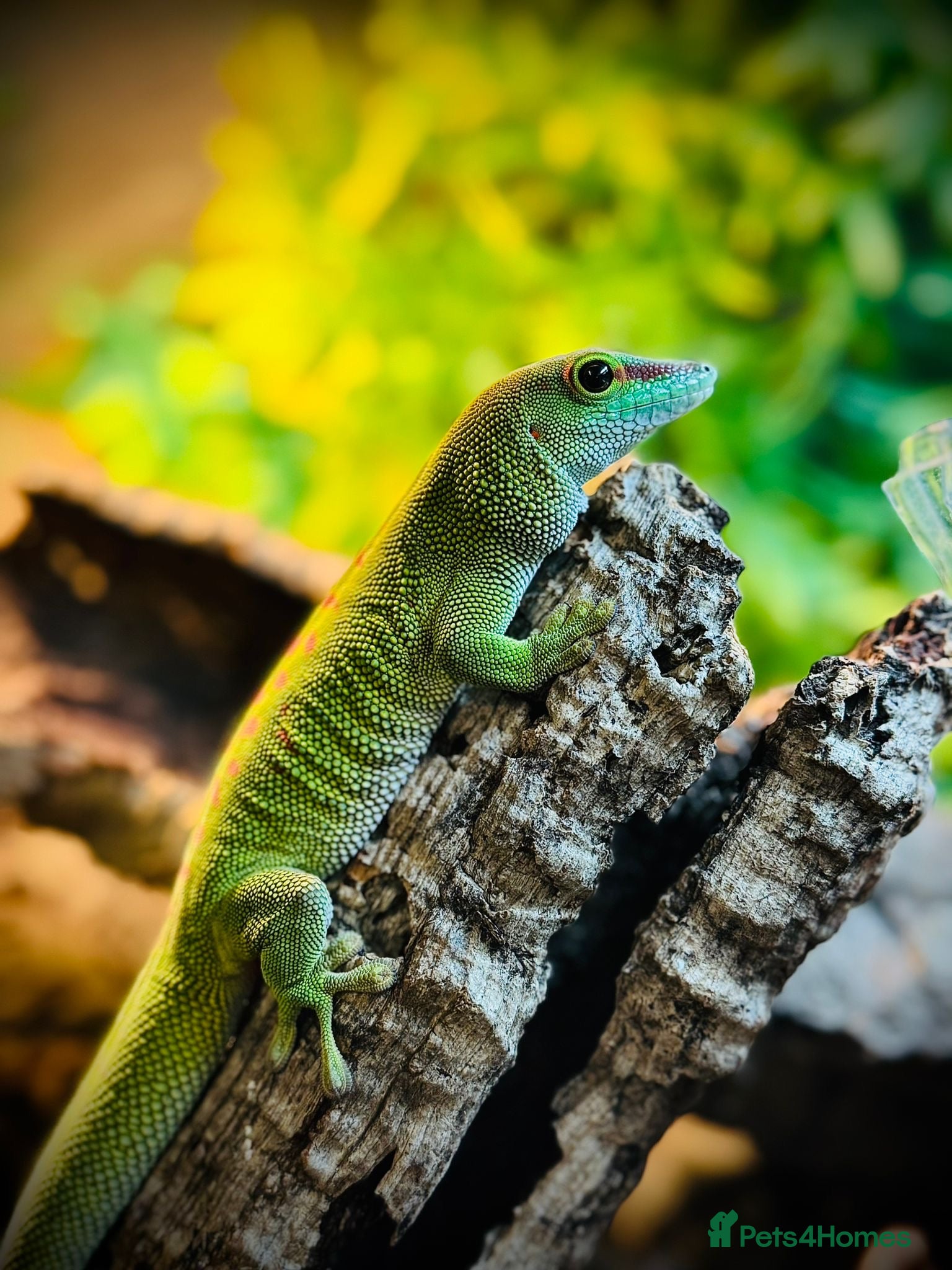 Gecko reptiles Madagascar Giant Day Gecko & Full Set Up.  - Advert 4