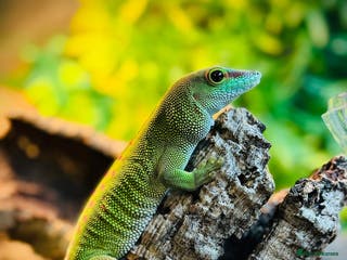 Gecko reptiles Madagascar Giant Day Gecko & Full Set Up. - Advert 4