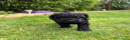 Cockapoo dogs for sale: Cockapoo F1B puppies - Advert 40