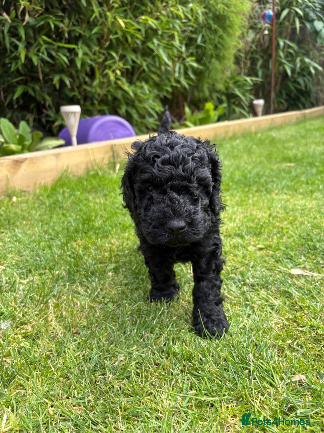 Cockapoo dogs for sale: Cockapoo F1B puppies - Advert 40