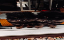 Pomeranian dogs for sale: Sweet Pomeranian Girls Black & Tan Teddy Bear Type - Image 6