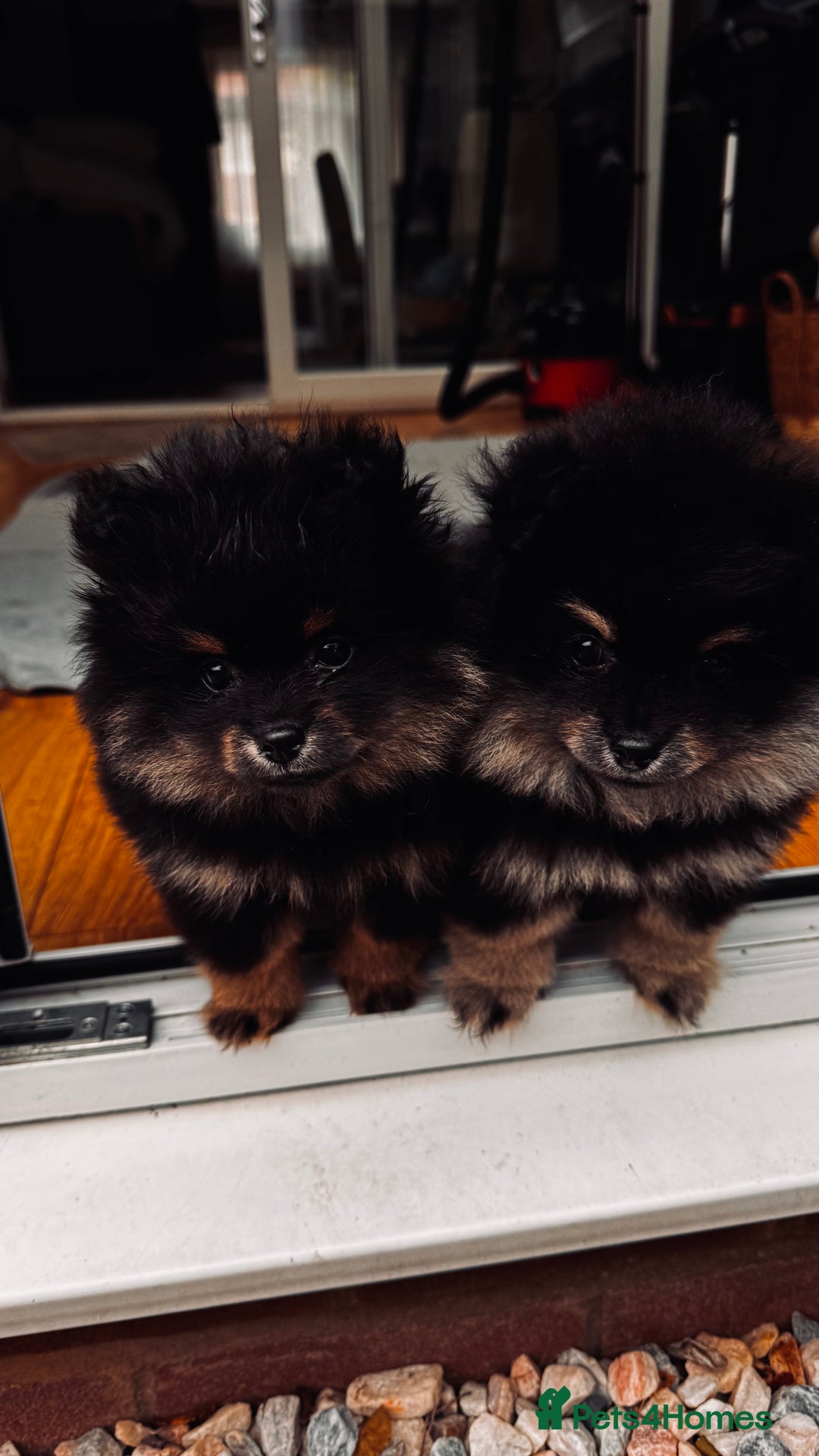 Pomeranian dogs for sale: Sweet Pomeranian Girls Black & Tan Teddy Bear Type - Image 6