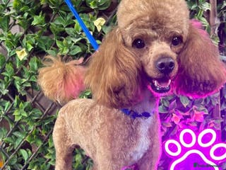 Toy Poodle dogs Tiny fox red toy poodle - Advert 20