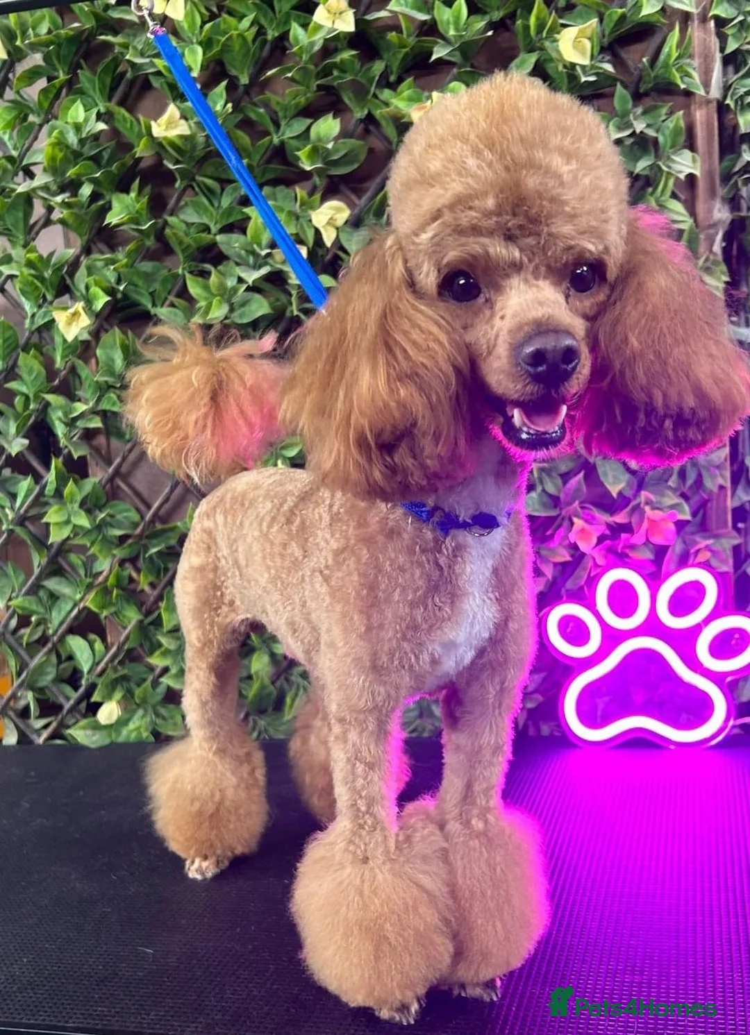Toy Poodle dogs for stud: Tiny fox red toy poodle  - Advert 1