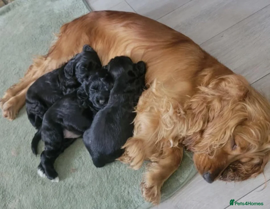 Cocker Spaniel dogs for sale: Stunning Showtype cocker spaniel puppies - Advert 5