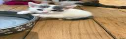 Domestic Shorthair cats for sale: Very cute kittens  - Advert 3