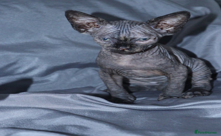 Sphynx cats - Advert 6