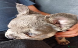 French Bulldog dogs for sale: Fluffy French bulldogs - Image 7