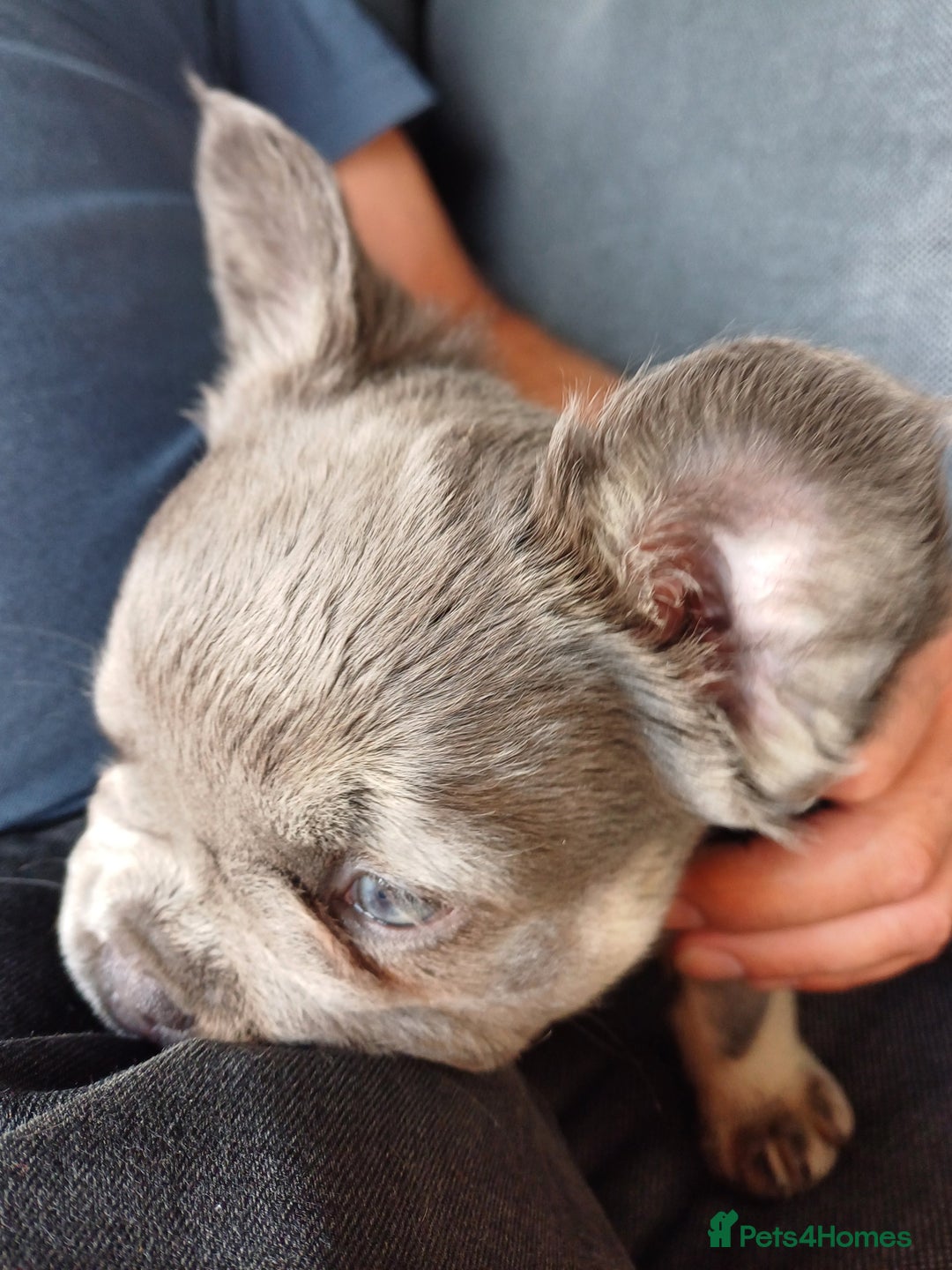 French Bulldog dogs for sale: Fluffy French bulldogs - Image 7