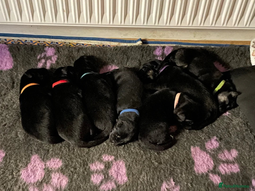 German Shepherd dogs for sale: Gorgeous German shepherd puppies for sale! in Truro - Advert 2