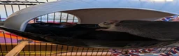 Rat rodents for sale: Female rats for sale in Ross-on-Wye - Advert 2