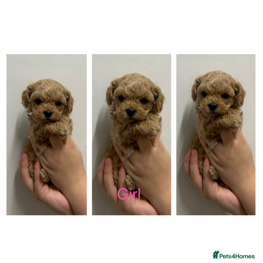 Maltipoo dogs for sale: Toy Maltipoo Puppies - Advert 2