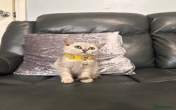 British Shorthair cats for sale: British Shorthair kittens Tica  - Image 12