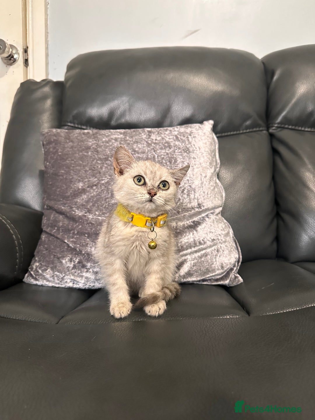 British Shorthair cats for sale: British Shorthair kittens Tica  - Image 12