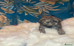 Shihpoo dogs for sale: 1 beautiful Sable shihpoo boy  - Image 22