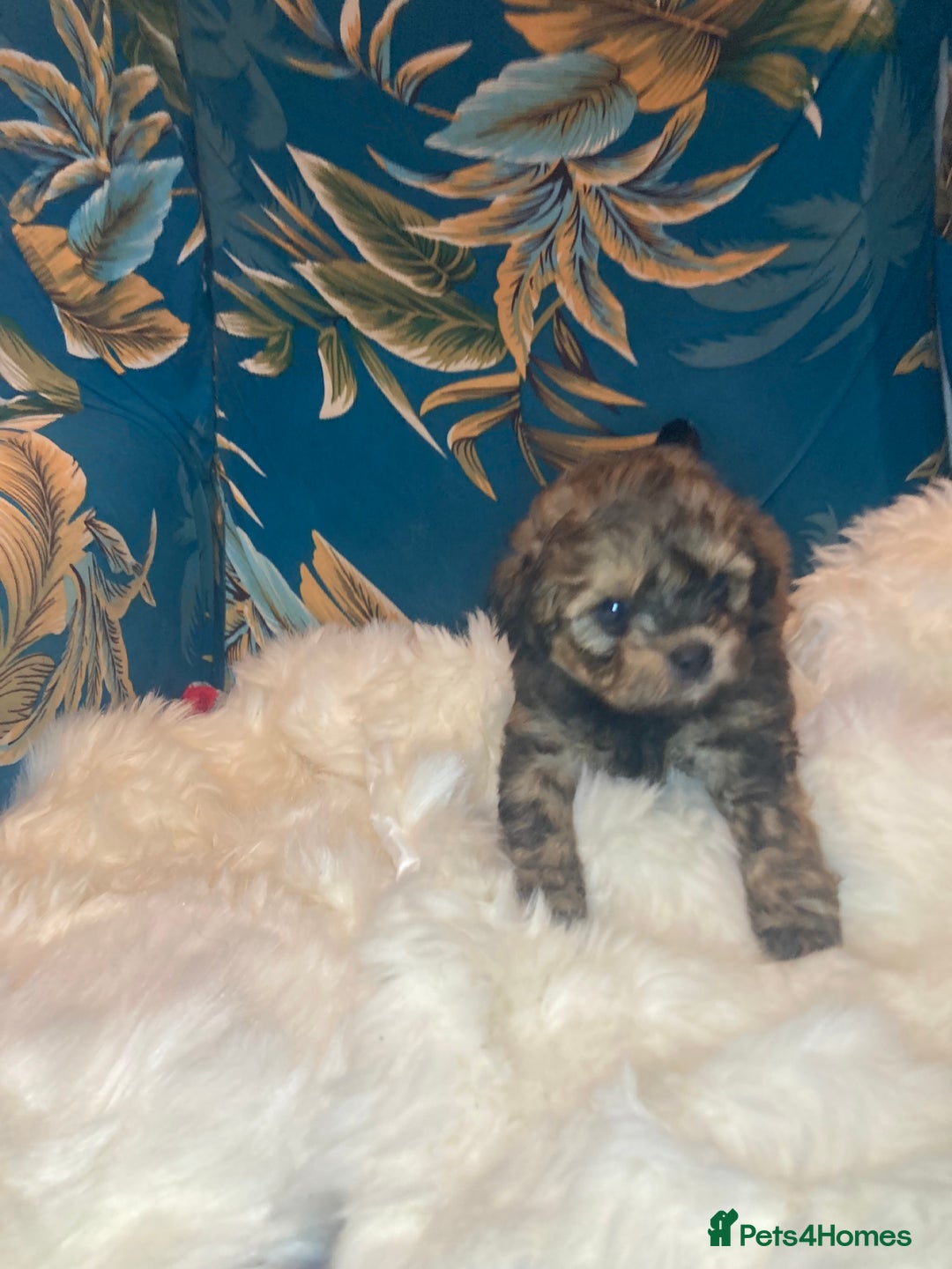 Shihpoo dogs for sale: 1 beautiful Sable shihpoo boy  - Image 22