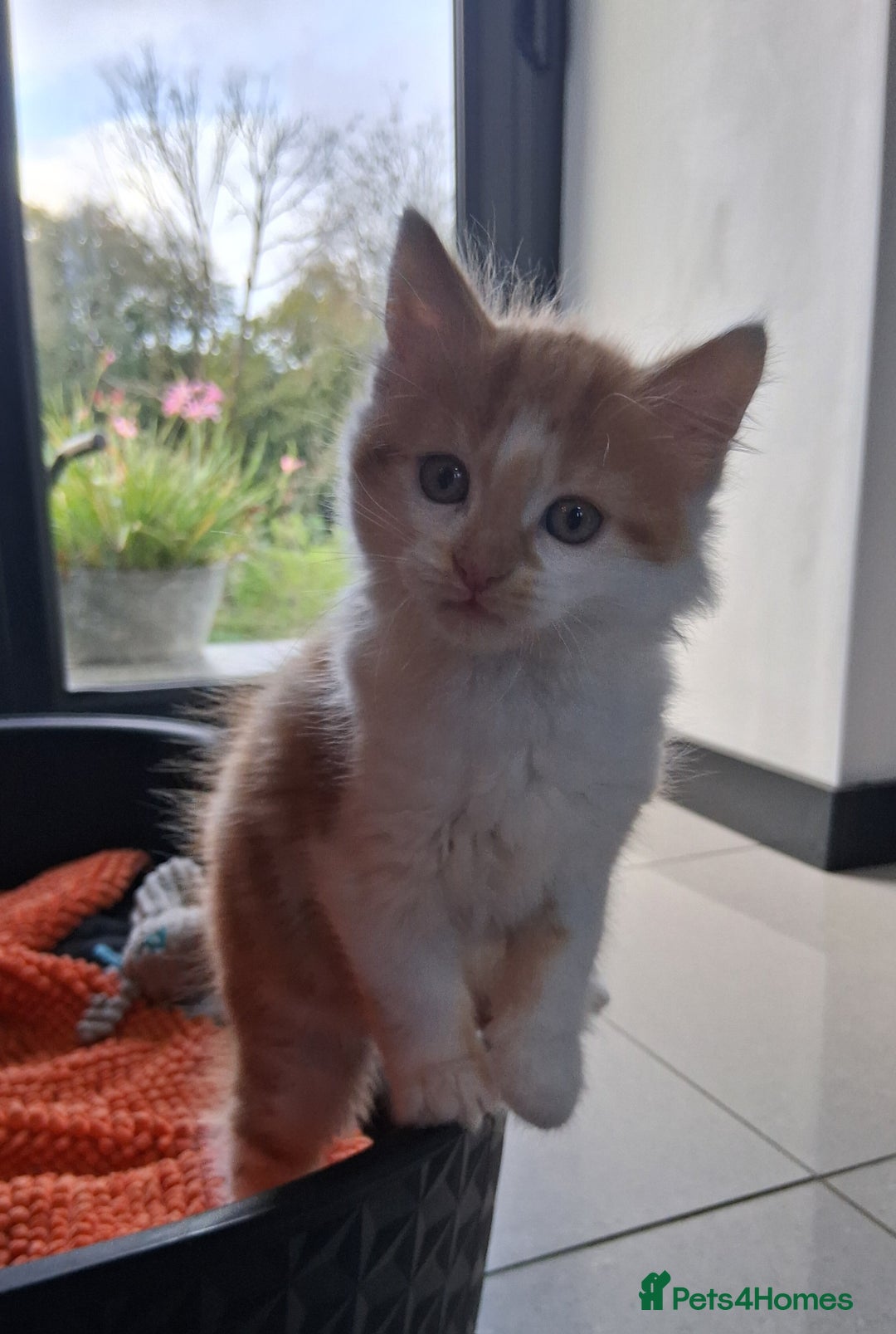 Mixed Breed cats for sale: Gorgeous Chunky Kittens  - Image 17