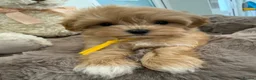 Maltipoo dogs for sale: Korean lined, f1. Fully dna & health tested   - Advert 30