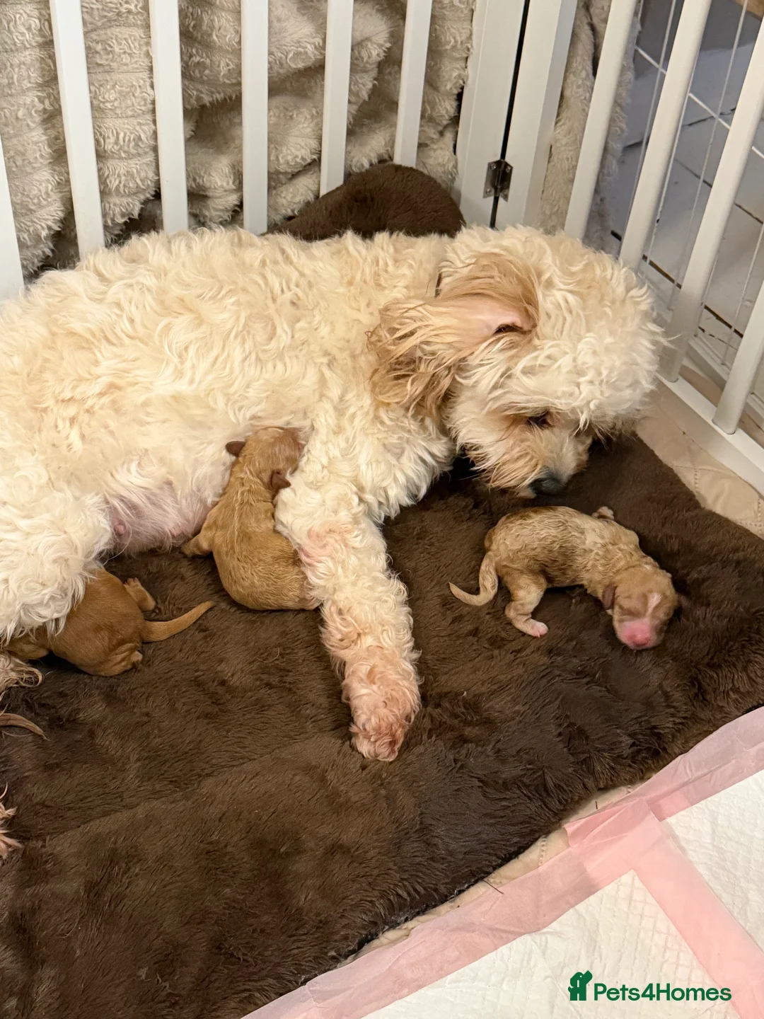 Cavapoo dogs for sale:  EXTRA TINY & CURLY female F2 toy cavapoo puppies - Advert 5