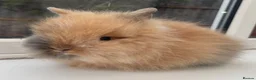 Lionhead rabbits for sale: Purebred double maned lion heads  - Advert 3