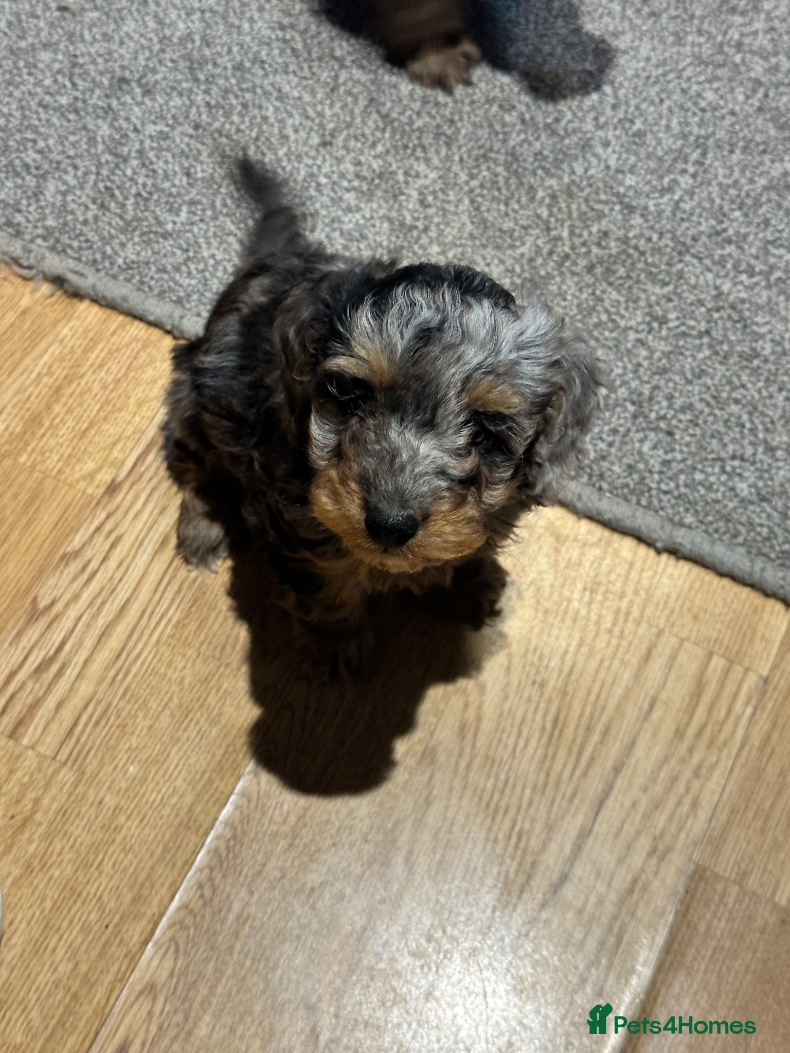 Doxiepoo dogs for sale: Stunning dachshund/poodle pups - Advert 12