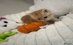 British Shorthair cats for sale: Affectionate lap cats health tested parents  - Image 15