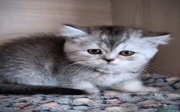 Scottish Fold cats for sale: 💙🩷LAST 2 SCOTTISH KITTENS ✅️TICA reg - Image 14